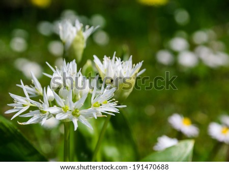 closeup of blooming wild garlic flowers - stock photo