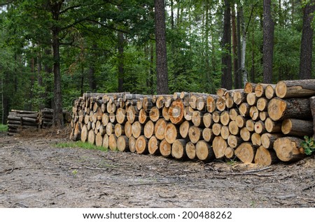 piles of timber along road in forest - stock photo