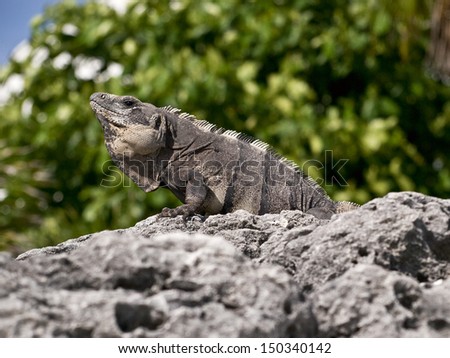 iguana on a stone.