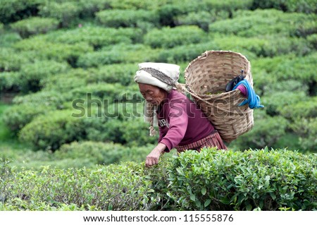 DARJEELING, INDIA - MAY 20: Women picks tea leafs on the famous Darjeeling tea garden during the monsoon season on May 20, 2011. The majority of the local population are immigrant Nepalis. INDIA