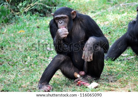 Close up of a Chimpanzee (pan troglodytes)