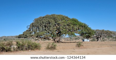Actual tree of the five Nakfa bank note of Eritrea (Giant Sycamore tree near Segeneyti).