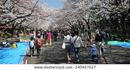 TOKYO, JAPAN - APRIL 19: Cherry blossom festival at Ueno Park, April 19, 2013 in Tokyo, Japan. Viewing cherry blossom is a traditional Japanese custom. Ueno Park is one of the best place to enjoy it.