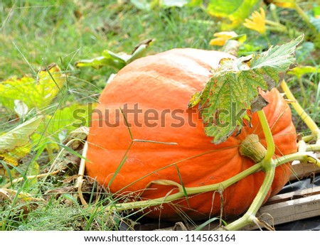 Big pumpkin is supported by wooden slats as it continues to grow bigger and bigger.