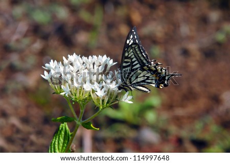 White flowers draw Japanese Butterfly on the Big Island of Hawaii.