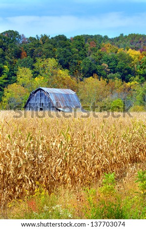 Rustic, wooden and weathered barn sits in the middle of a cornfield.  Fall colors hillside behind barn.