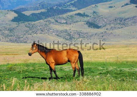 Quarter horse grazes in Paradise Valley, Montana.  Horse is brownish red with black mane and tail, including four black socks.  Gallatin mountains rise in background.