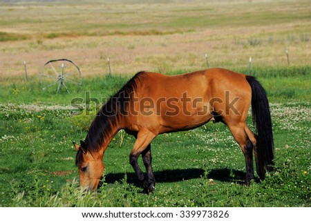 Horse eats in pasture with fence and old wagon wheel.  Pasture is in Paradise Valley, Montana.