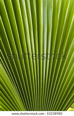 Palm frond has textured leaves in shades of green.