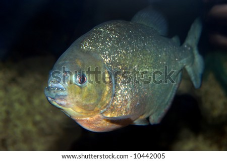 Red Bellied Piranha swims in dark waters.  Open mouth allows vision of teeth.