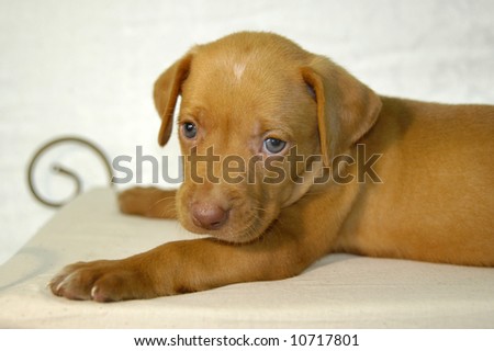 Golden labrador retriever puppy lays on a fancy bed.  Pleading blue eyes.
