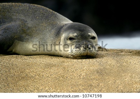 a monk seal lays on the sands of a beach on Kauai Hawaii. He has both eyes open and is laying on a bed of sand.