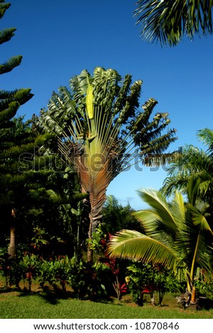 traveling palm