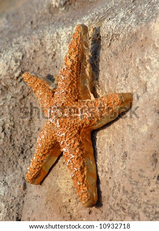 Star fish hangs on a stone wall in the bright sunshine.