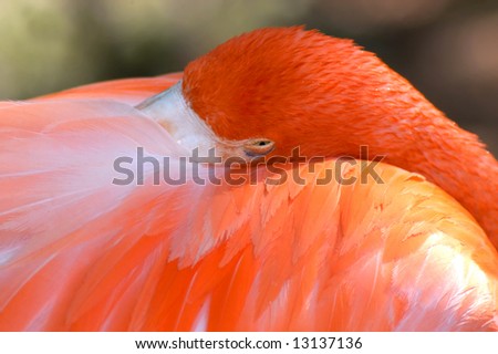 Bashful flamingo hides his face from zoo visitors.  Beak is hidden in brilliant orange and pink feathers.  Yellow eye.
