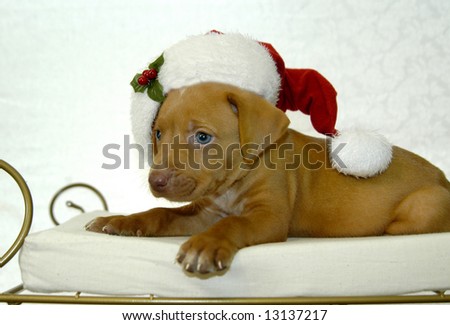 Adorable puppy lays on pillow and wears a Santa hat.  Golden Retriever puppy.