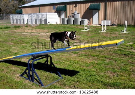 Boston Terrier walks though an obstacle course during agility and obedience training at kennel.
