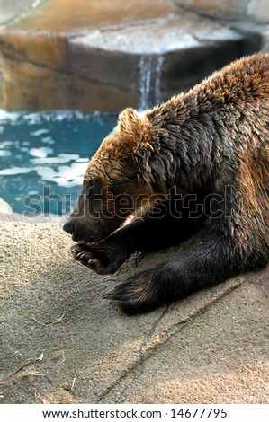 Bear cleans his paws after a ducking in his private pool.  Water splashes in background.