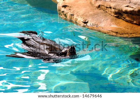 Seal glides through the turquoise waters of his habitat at local zoo.  Nose is out of water.