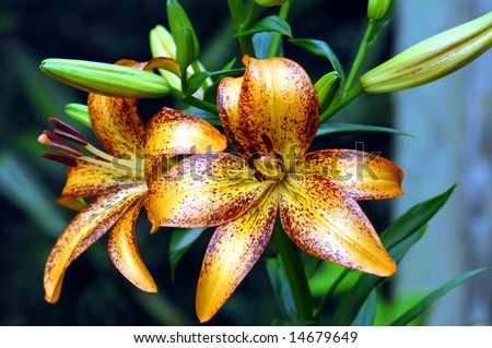 Golden Lilies