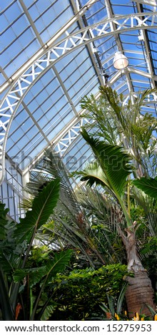 Interior of hot house shows bright blue sky and the tops of palm trees and tropical foliage.