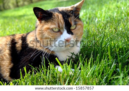 Cat lays on grassy lawn.  His ears are perked in irritation.  Calico cat in rust, black and white.