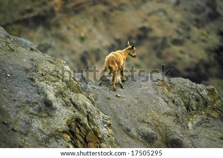 Mother mountain goat feeds her young kid on the cliff face of the Waimea Canyon State Park on Kauai, Hawaii.