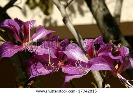 stock photo Wild orchid tree has beautiful purple blooms Kauai Hawaii