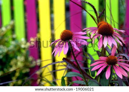 Beautiful background is filled with colorful wooden picket fence.  Cone flowers bloom in foreground in pink petals and orange centers.