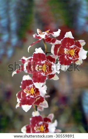 Unusual variety of hot house orchids grow on the Big Island of Hawaii.  Blooms have white petals with burgundy and deep purple.