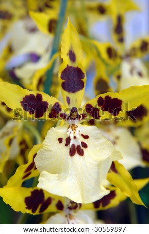 Gorgeous yellow and white orchid has tiger spots with one large white petal.