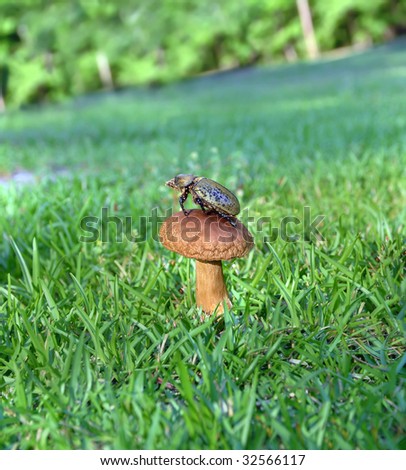 Beatle sits atop a brown mushroom in grassy yard.