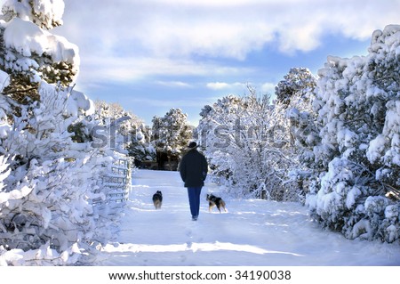 Man and his two dogs amble through a New Mexico winter wonderland.  Road is covered with snow as are the trees.  Morning sky begins to turn blue.