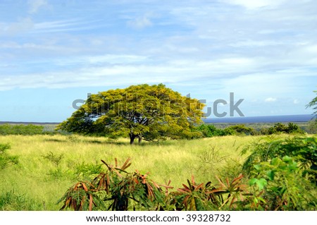 Southern end of the Big Island of Hawaii has pasture land littered with Monkey Pod trees.  Ocean and lava fields in background and grassy meadow in foreground.  Monkey Pod in center.