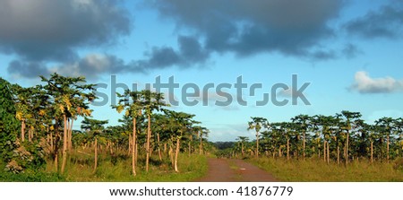 Papaya Field