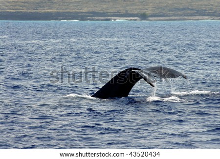 Kona Coast serves as background for a whale watch.  This whale dives and flips his tail up as he submerges.  Water is dripping from tail.