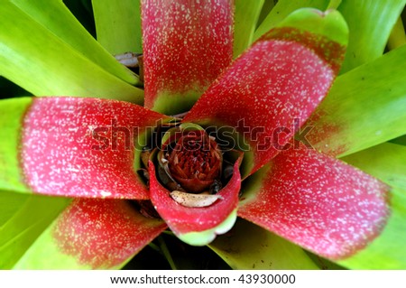 Blushing Bromeliad has collected water in its cup and flower.  Big Island of Hawaii at the Panaewa Rain Forest Zoo.