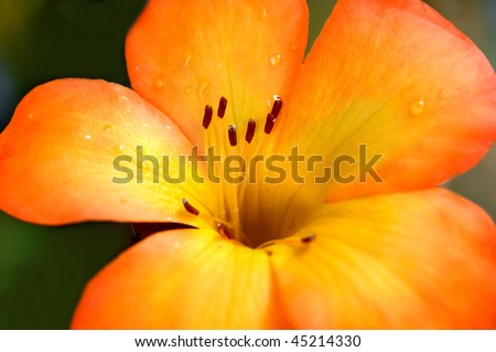 Bright orange rhododendron flower called \