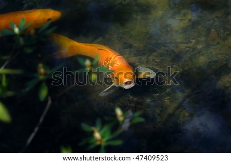 Koi surfaces for a deep breath of air in a dark pool.  His partner hides in the shadows of Japanese Garden pool.