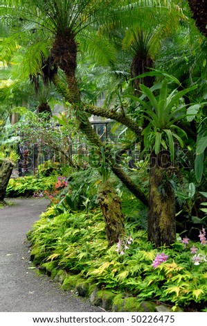 Path through a lush tropical garden on the Big Island of Hawaii has wild orchids, ferns and palm trees.
