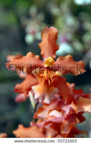 Beautiful apricot colored orchid blooms on the Big Island of Hawaii.  Closeup image shows delicate features of this flower.