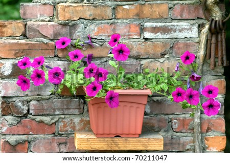 Brilliant purple petunias grow alon an old brick wall.  Rustic metal skeleton keys hang from a hook on the brick wall.