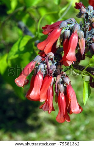 Hawaii Tropical Botanical Garden has many unusual tropical blooms.  This Cotyiedon Flower has clusters of bright red tubular shaped flowers hanging in groups.