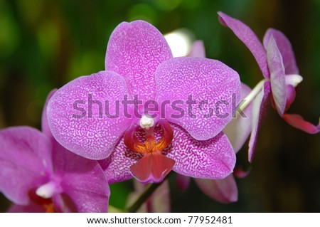 Closeup of a fuchsia colored orchid in the Hawaii Tropical Botanical Garden on the Big Island of Hawaii.