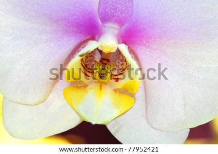 Extreme close up of a white orchid tinged with purple and yellow.  Bloom is flourishing in the Hawaii Tropical Botanical Garden on the Big Island of Hawaii.