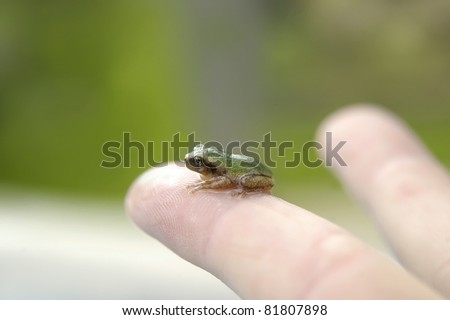 Baby tree frog rests on extended finger tip.  Frog is wet and water surrounds it as it sits on end of one finger.