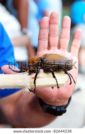 Man holds hand up to show that the Elephant Beetle out of Costa Rica can grow up to 6-7 inches long and is as big as his hand.  Beetle is eating sugar cane.