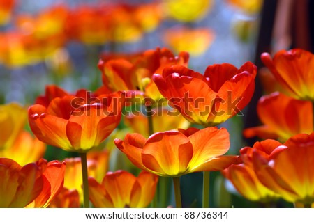 Garvins Woodland Garden in Hot Springs, Arkansas glows with Spring color as orange and yellow tulips glow in the Spring sunshine.