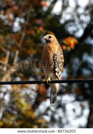Red Tailed Hawk sits on telephone wire with his eyes alert for prey.  Fall foliage colors background trees.