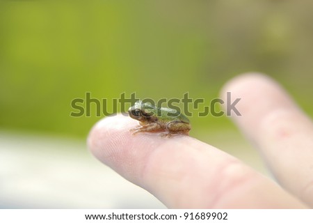 Tiny green, tree frog rests on extended finger showing its size small size.